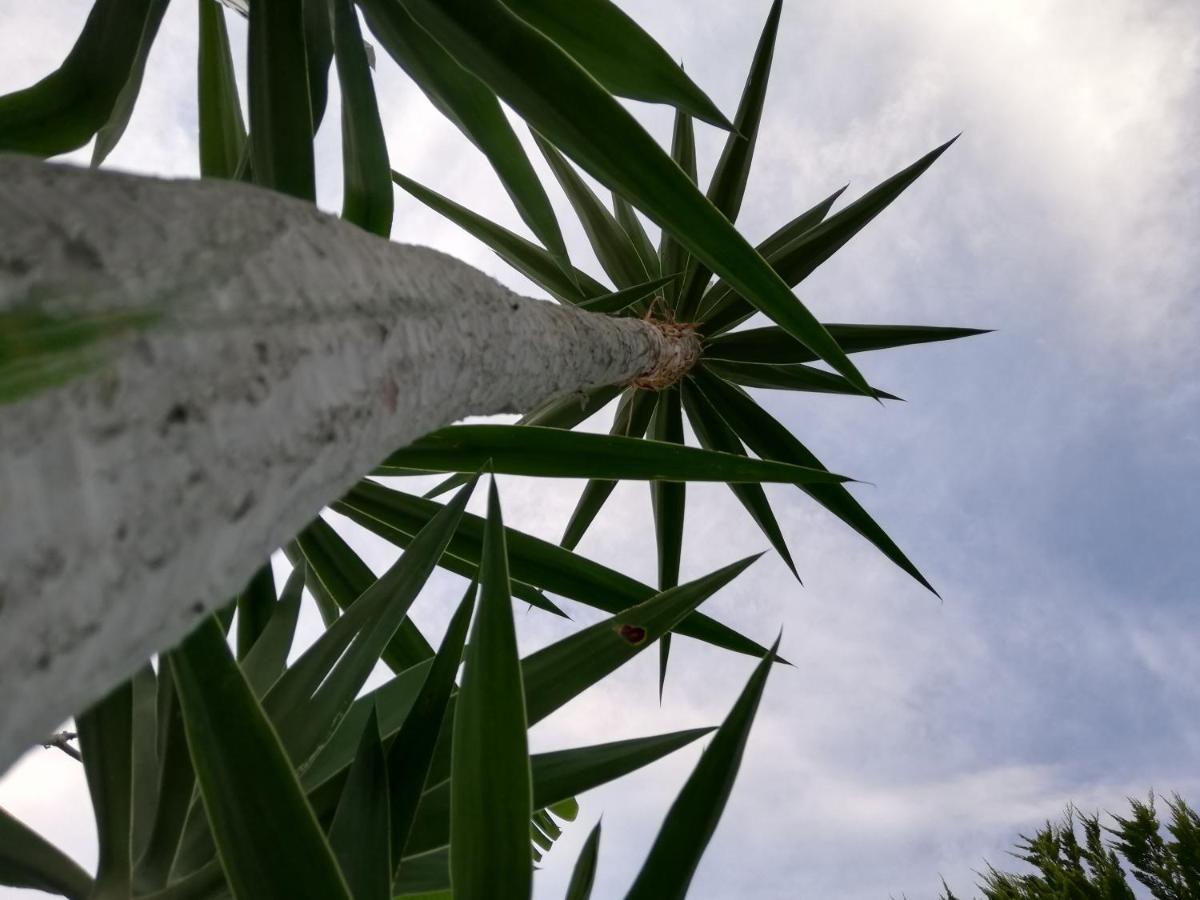 Luna 阿拉恰特 外观 照片