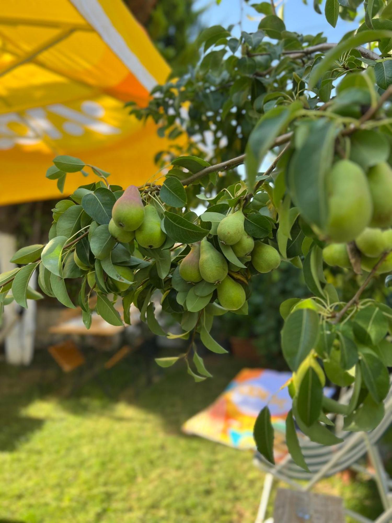 Luna 阿拉恰特 外观 照片