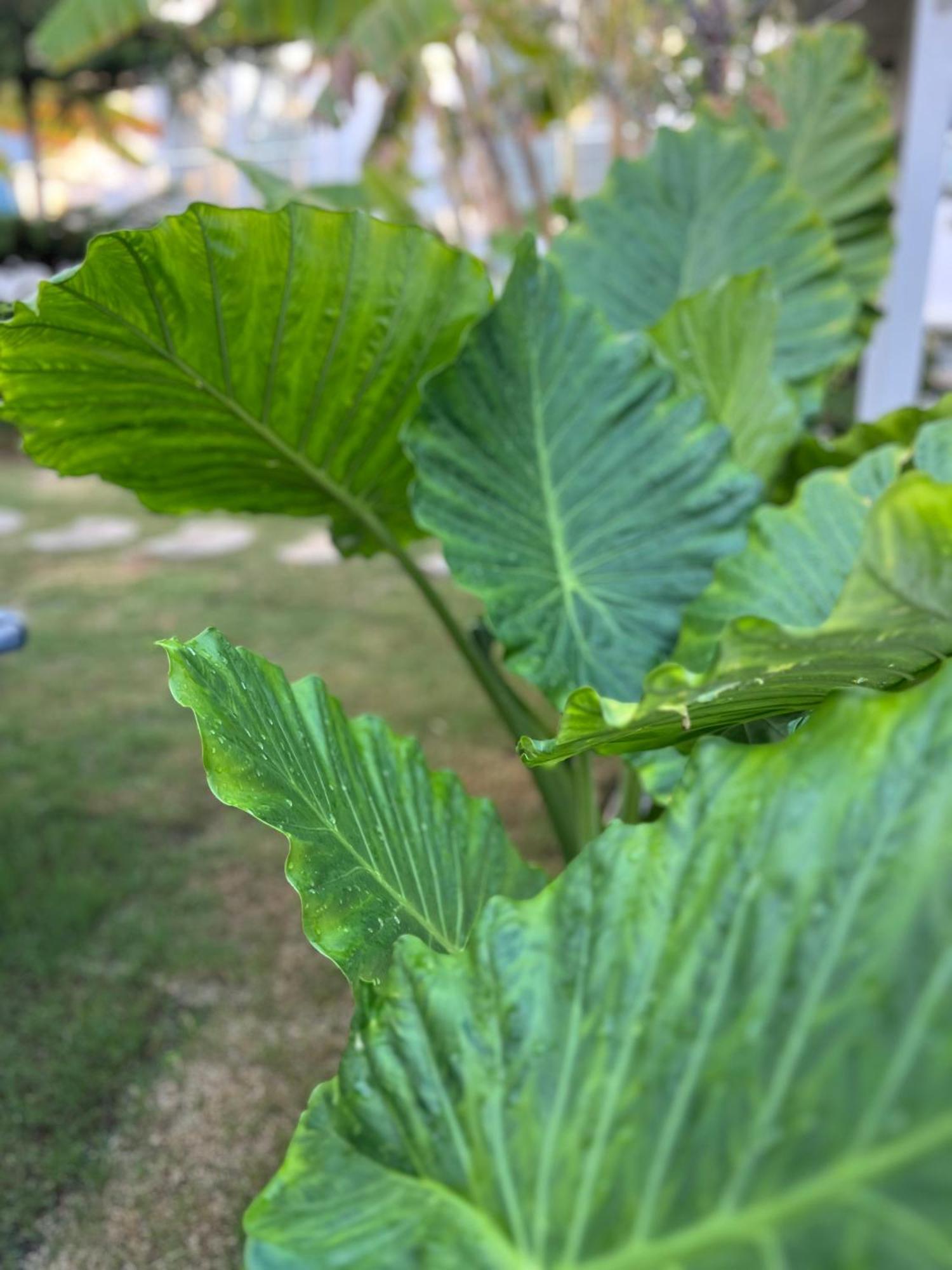 Luna 阿拉恰特 外观 照片